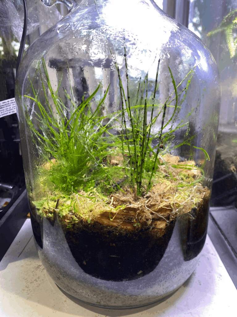 1 Gallon Carboniferous Terrarium