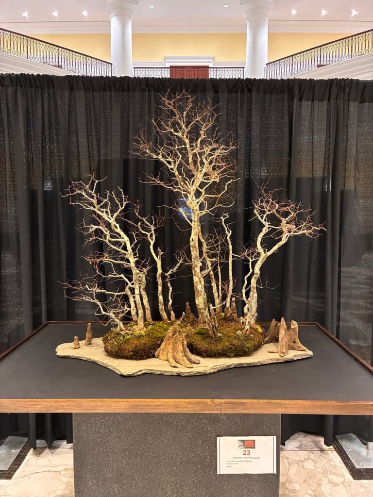 Winter Silhouette show was a blast! So many amazing trees. Winter Silhouette show was a blast! So many amazing trees.