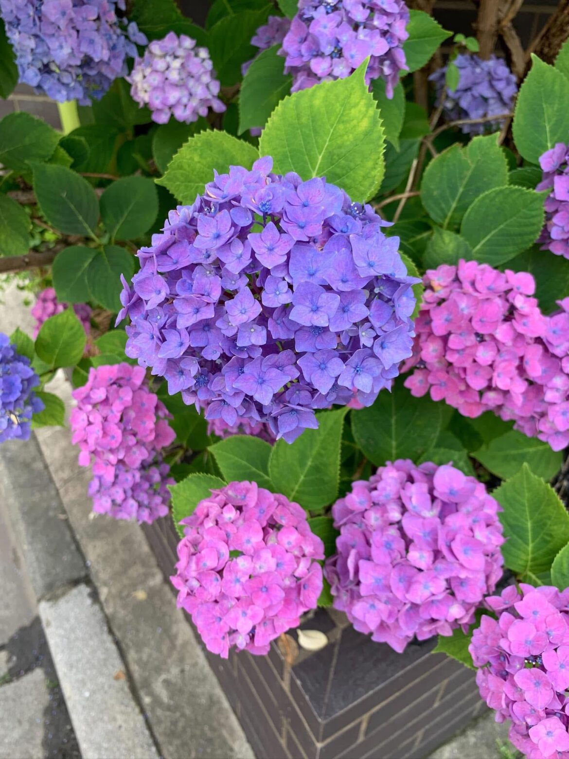 Hydrangea happiness 💜🌸
