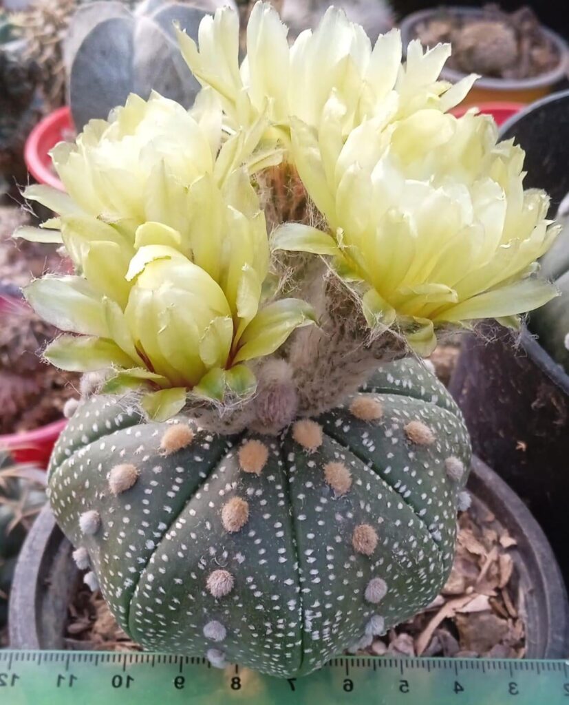 My babies, a cactus known as Astrophytum asterias. 🌵♥️