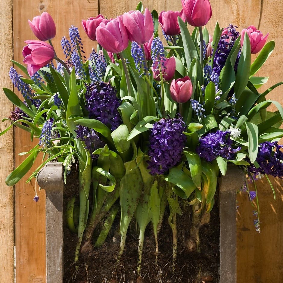 bulb lasagne collection for pots