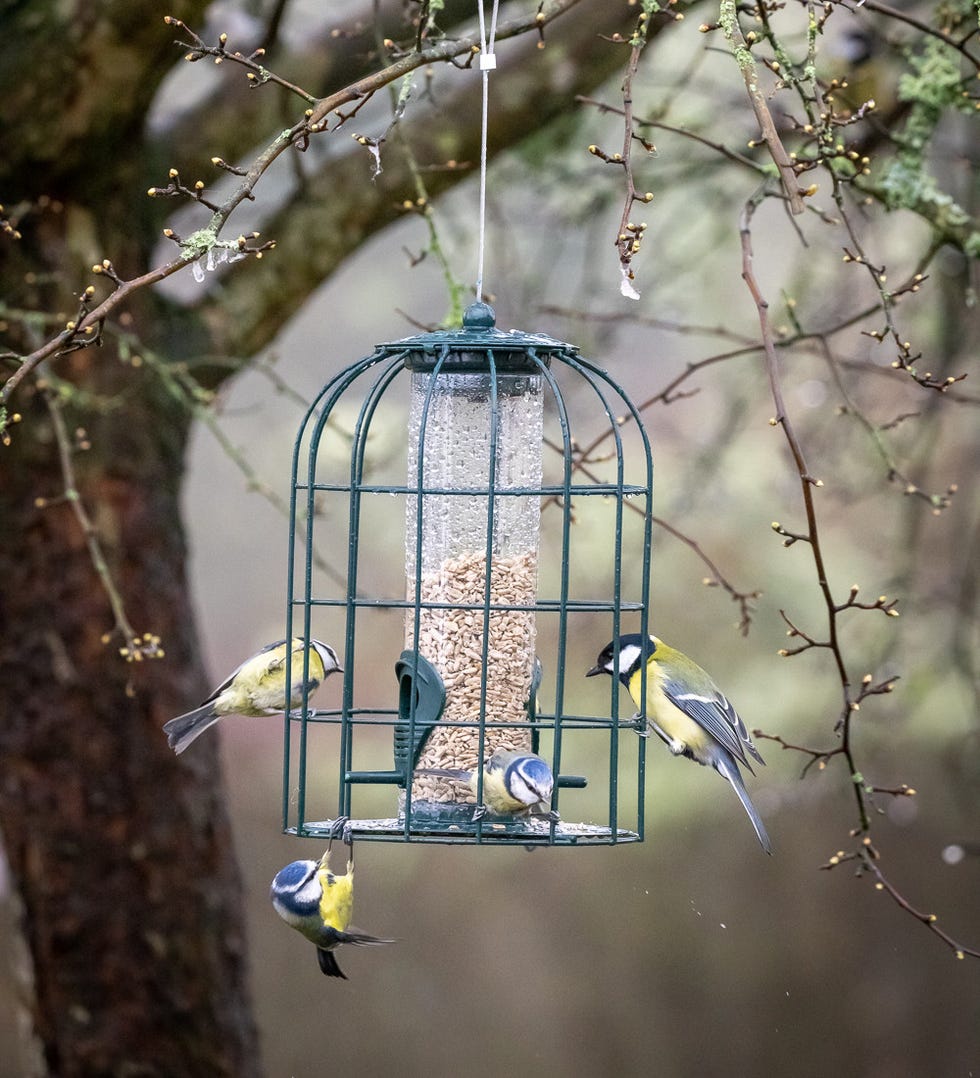 Squirrel Proof Bird Feeder