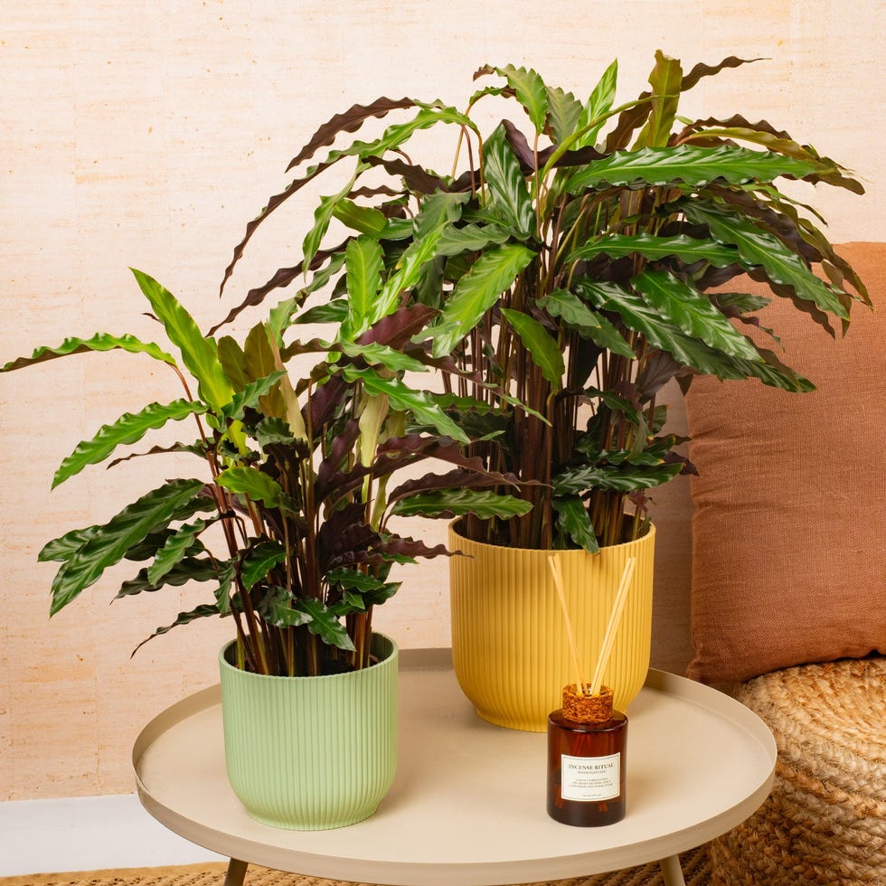 Calathea 'Elgergrass'