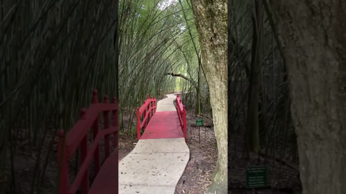 I thought I’d share one of my favorite places in Gainesville – Kanapaha Botanical Gardens! While I I thought I’d share one of my favorite places in Gainesville - Kanapaha Botanical Gardens! While I