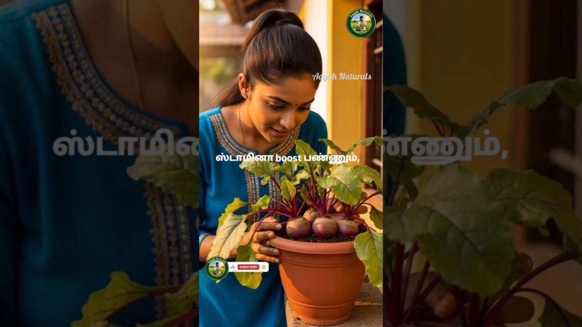 Beetroot Growth Secrets | Easy Home Gardening Tips | #shorts Beetroot Growth Secrets | Easy Home Gardening Tips | #shorts