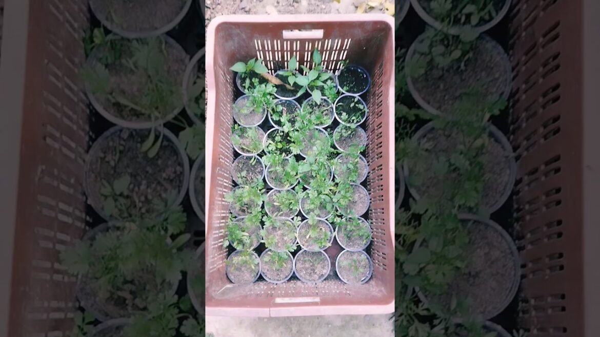 Plastic glass idea/Garden tips/gardening reels/unique gardening/Garden hack