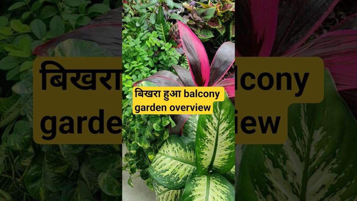 Small balcony garden idea 🏡 || Balcony garden overview🏡 || Container gardening🌿 || Waste diy planter Small balcony garden idea 🏡 || Balcony garden overview🏡 || Container gardening🌿 || Waste diy planter
