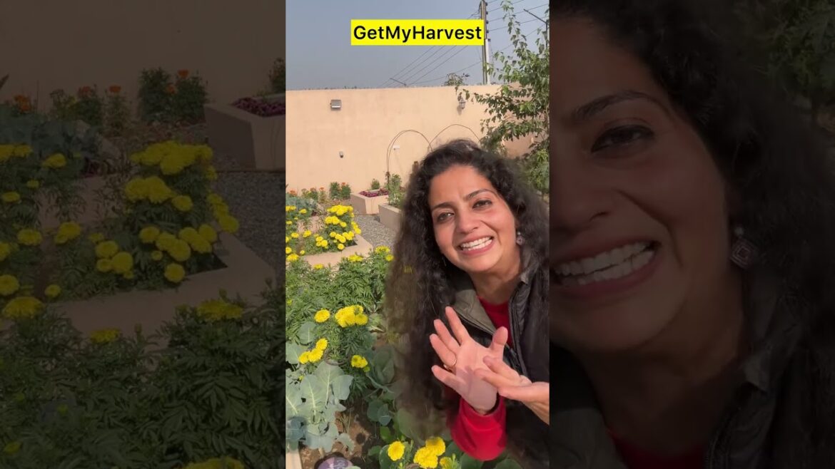 ❌Don’t Make These Mistakes with Marigolds | Marigold Care Tips #shorts ❌Don't Make These Mistakes with Marigolds | Marigold Care Tips #shorts