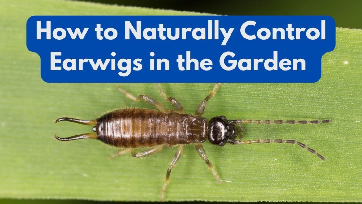 How to Naturally Control Earwigs in the Garden