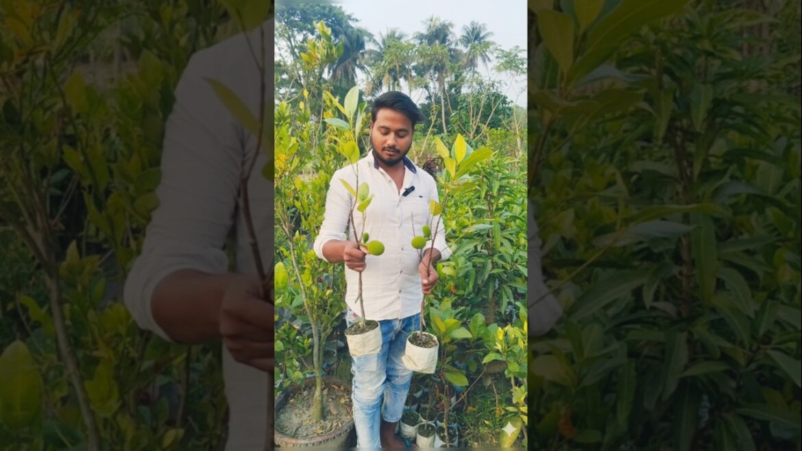 Pink Jackfruit big plant #shorts #viral #fruit