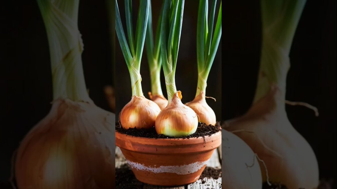 How to Grow Cloves at Home GardeningTips #Cloves #HomeGarden #foryou  #PotGardening #fyp #shorts