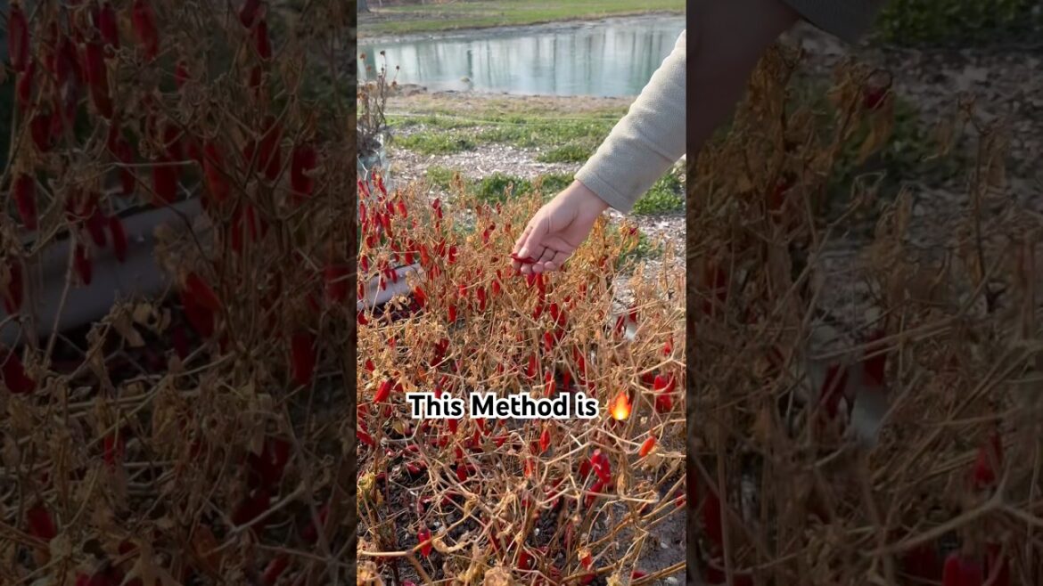 This Method of Drying Peppers is an Actual Game Changer!