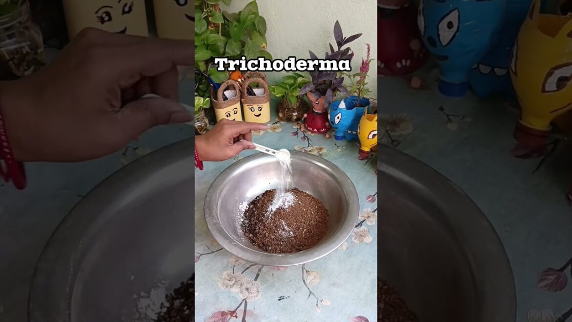 Adenium Plant Repotting & Basic Care Tips #shorts #care #tips #garden #plants Adenium Plant Repotting & Basic Care Tips #shorts #care #tips #garden #plants