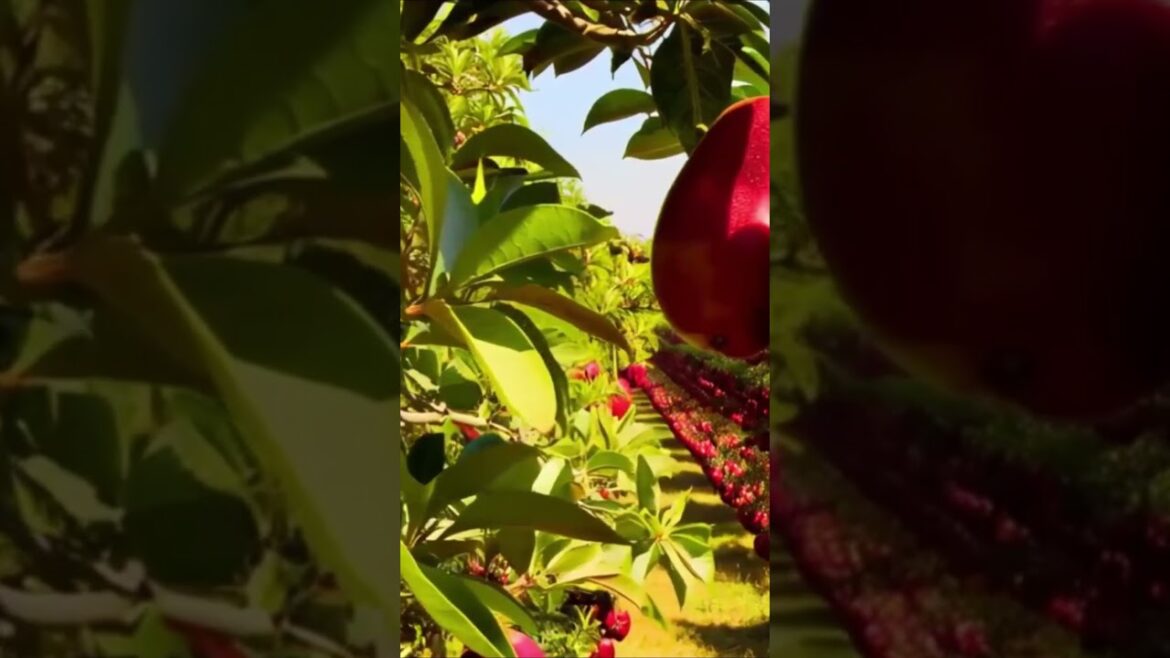 Fruit Grape Growing Tips Every Gardener Should Know