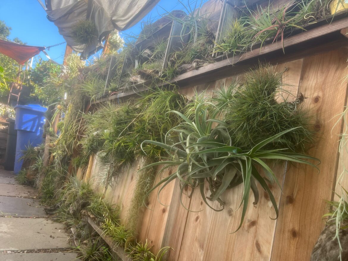 Airplant wall at AirBnB #santamonicaairplants