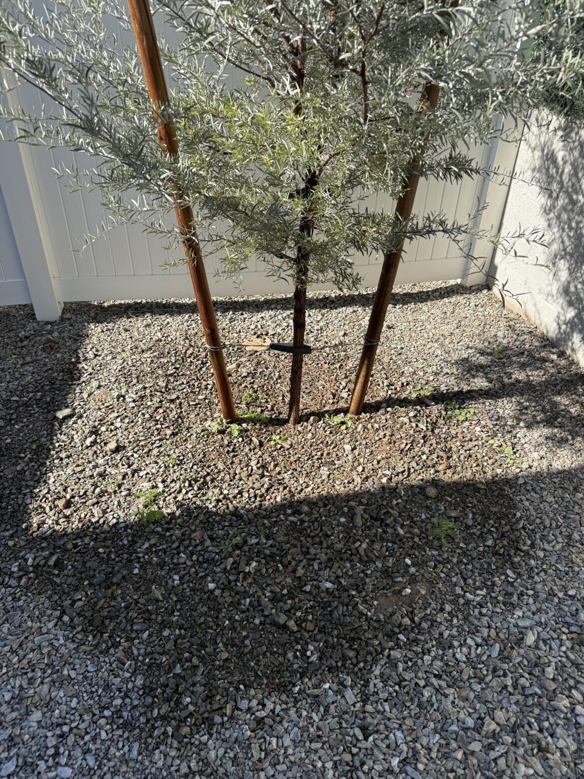 Ortho Ground Clear Year Long Vegetation Kill Question (Phx,AZ) Ortho Ground Clear Year Long Vegetation Kill Question (Phx,AZ)