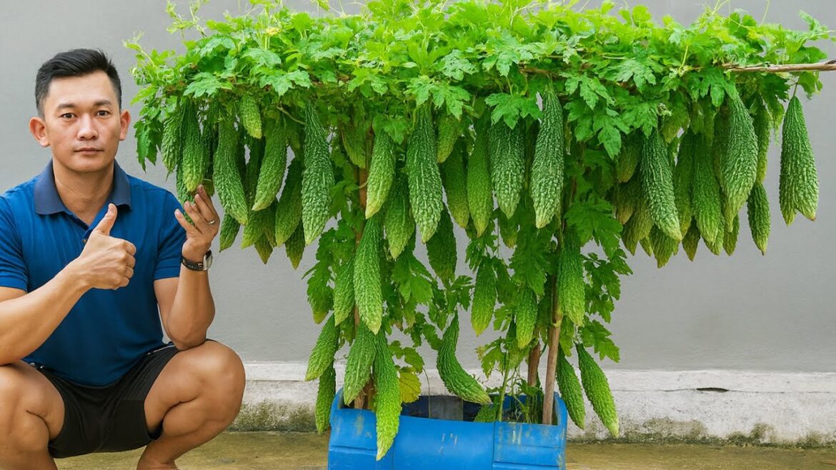 Container Gardening: Bitter Melon Made Easy | US & Europe