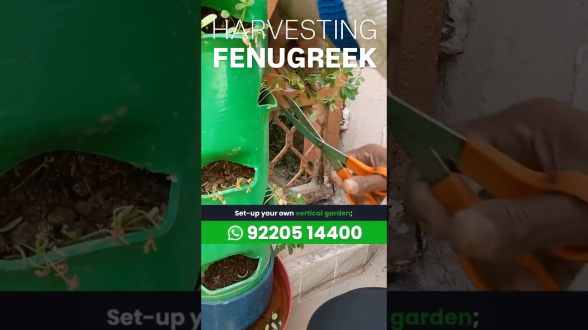 Fenugreek harvesting – Vertical Vegetable Gardening, Harvesting of veggies 9 Fenugreek harvesting - Vertical Vegetable Gardening, Harvesting of veggies 9