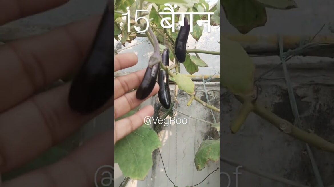 Egg plant (Brinjal counting) – Vertical Vegetable Gardening, Harvesting of veggies 5 Egg plant (Brinjal counting) - Vertical Vegetable Gardening, Harvesting of veggies 5