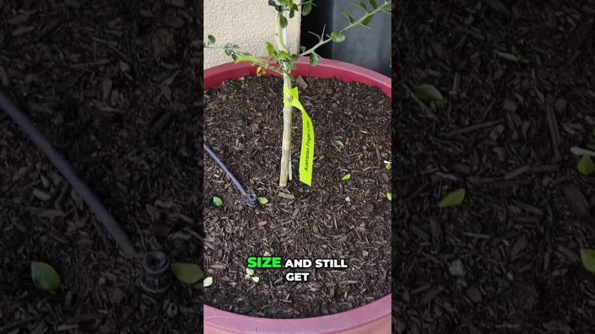 California Gardening: Container Citrus Secrets Maximize Fruit Yield NOW! Container Citrus Secrets Maximize Fruit Yield NOW!