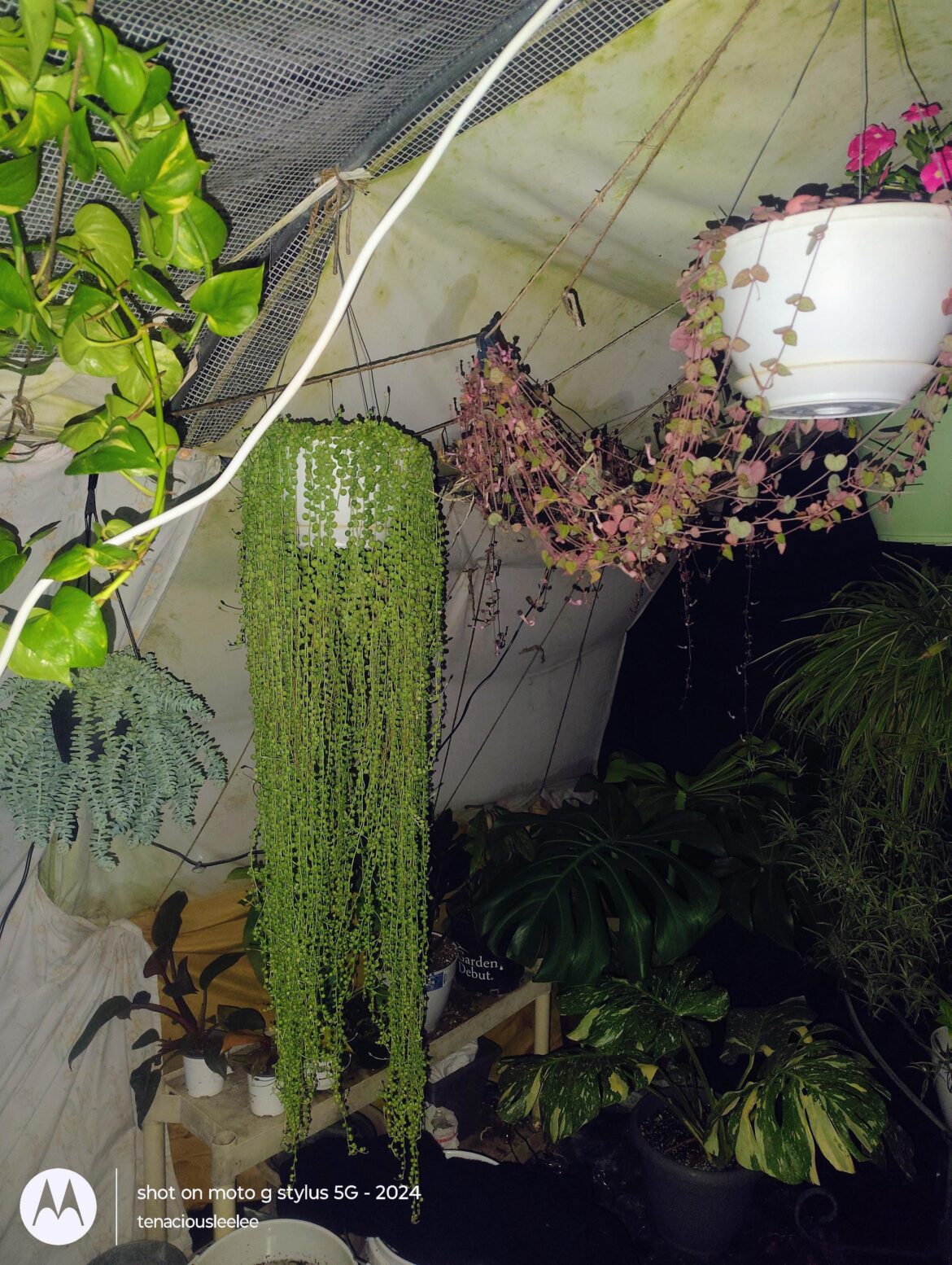 Tucked in for bed. Zone 7a.