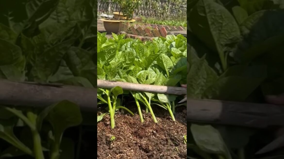 Harvesting Green Leaves 🌱 #garden #gardening #agriculture #farming #satisfying