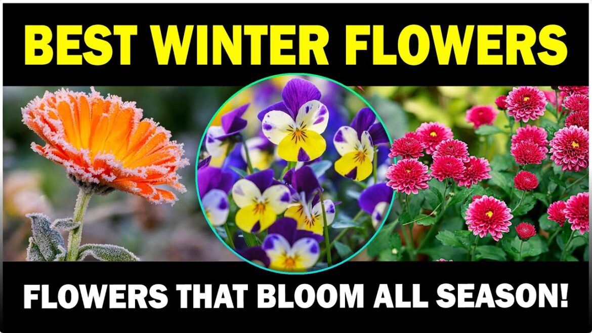 Best Flowers to Grow in Winter Season 🌼 Easy Winter Gardening Tips Best Flowers to Grow in Winter Season 🌼 Easy Winter Gardening Tips