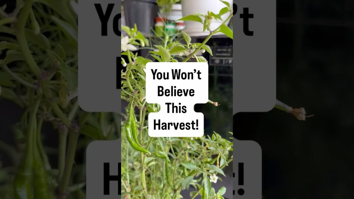 From Seed to Spice: Our Homegrown Chili Surprise! 🌶️✨ #gardening #shorts From Seed to Spice: Our Homegrown Chili Surprise! 🌶️✨ #gardening #shorts