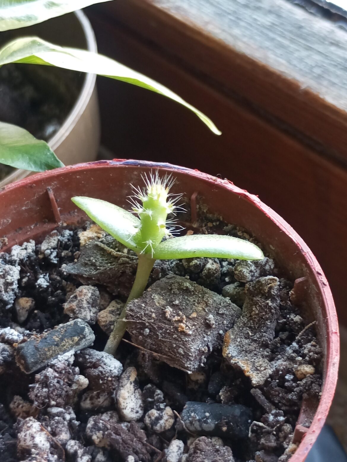 My cacti seedling growing strong 🌵