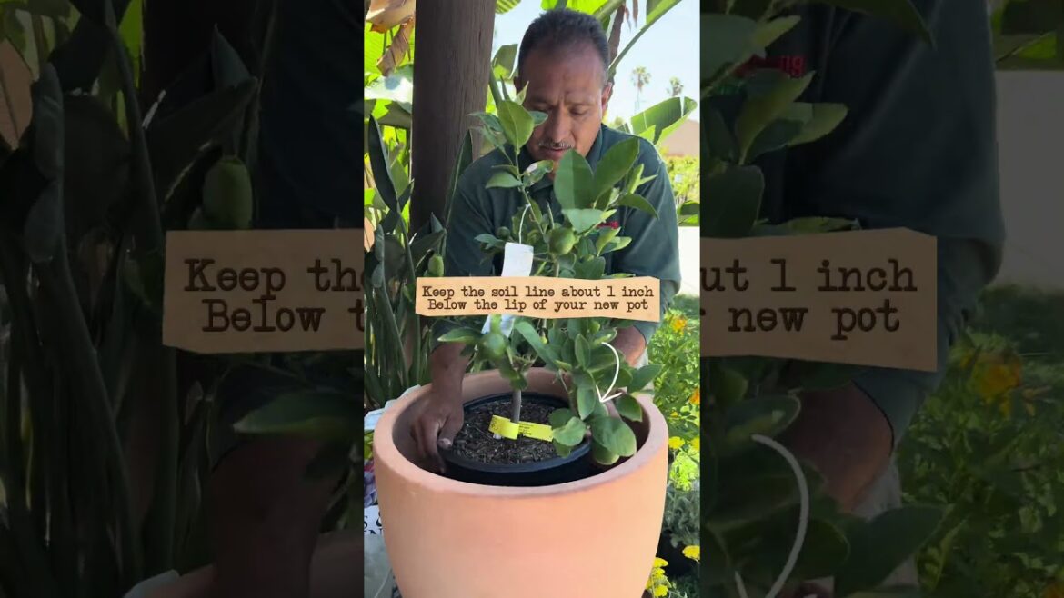 The Secret to Healthy Citrus in Containers Revealed!