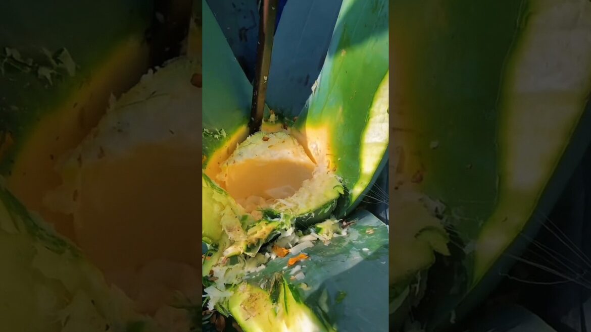 Cactus Care Guide: Grow Beautiful Succulents & Desert Plants! (Types, Benefits & Tips)