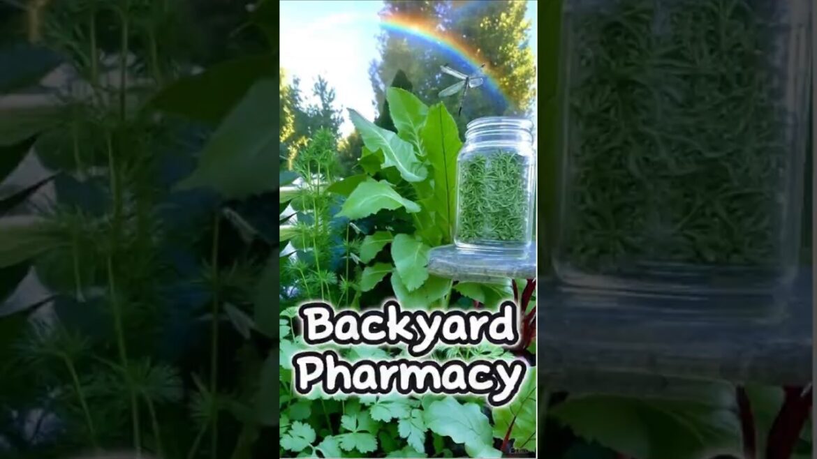 Backyard Pharmacy, Fresh Herbs and more Backyard Pharmacy, Fresh Herbs and more