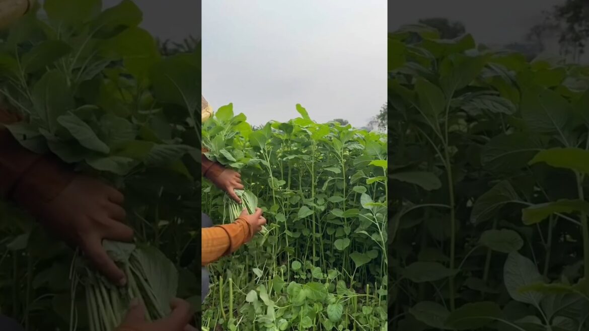Non -Stop Harvesting Spinach 🌱 #garden #gardening #agriculture #farming #diy