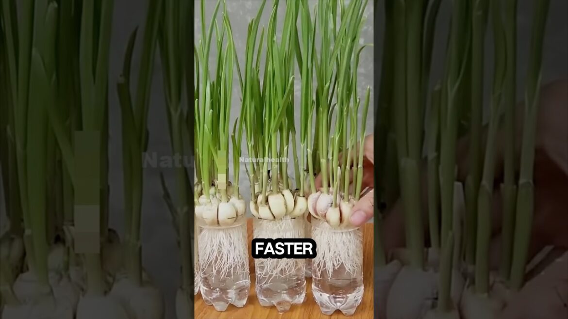 Easy way to grow garlic at home | Home Garden Easy way to grow garlic at home | Home Garden