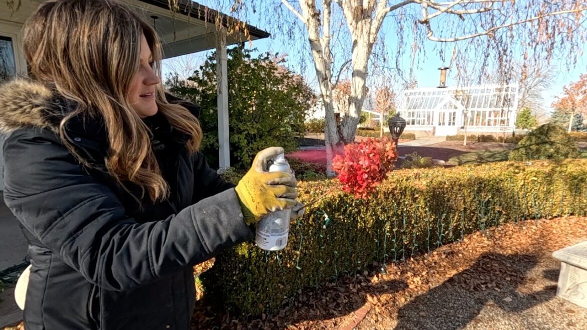 6 Winter Containers! 🪴🎄❤️ // Garden Answer