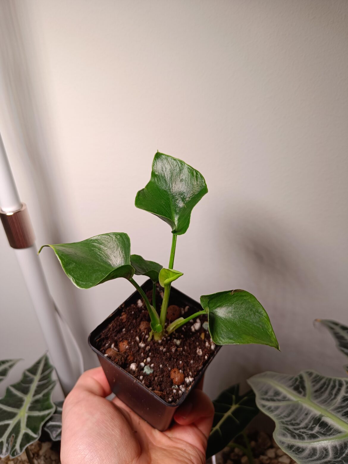 Plant ID