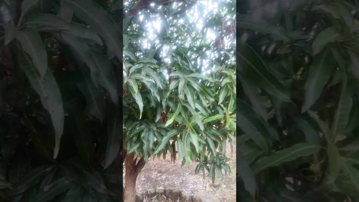 The Wild World of Gardening Shorts Trends.     #trending #shorts #garden #nature #gardening