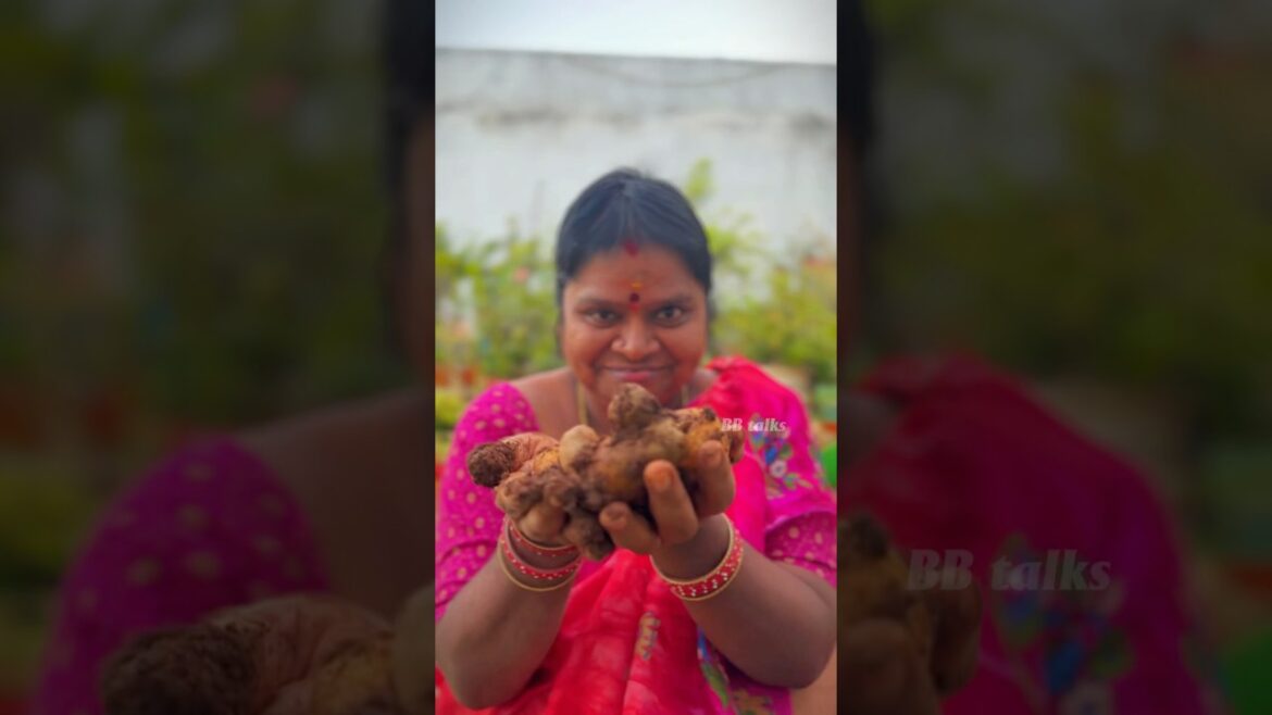 Aloo harvesting #garden #nature #aloo #harvest #veggies #vegetables