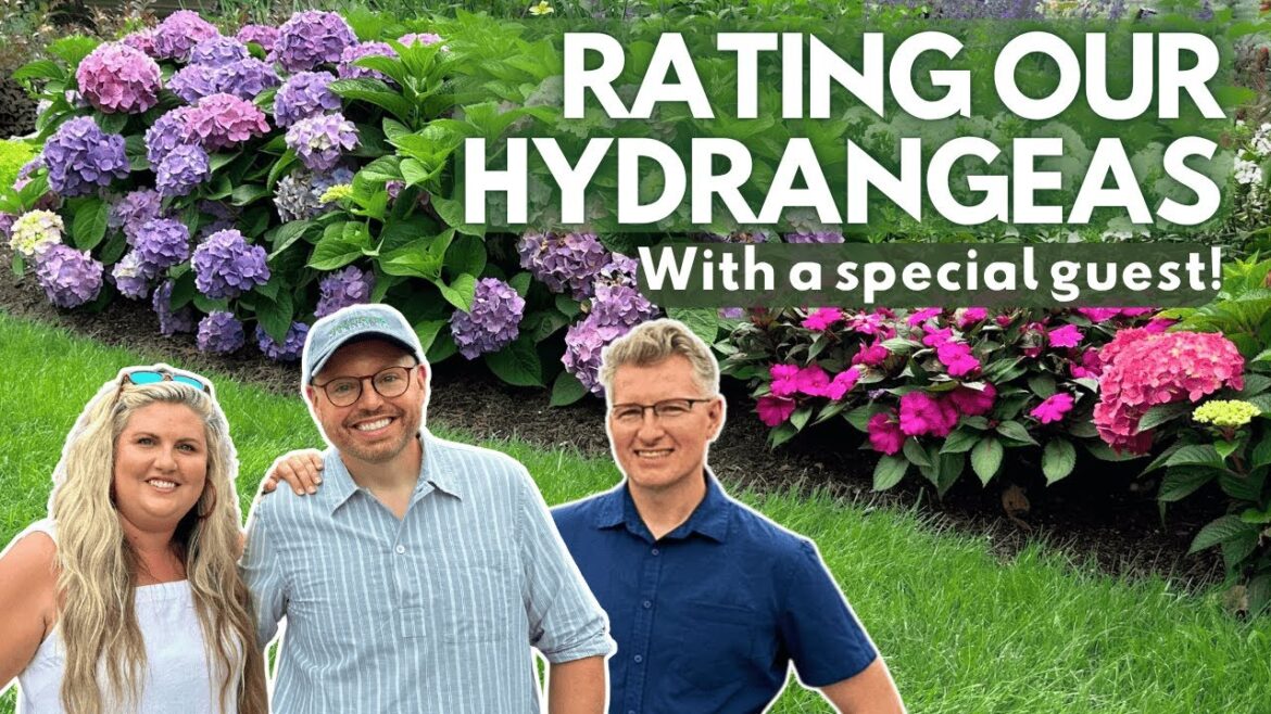 Hydrangea Showdown! 💥 Rating Our Garden Favorites and Flops with the Hydrangea Queen 👑 Hydrangea Showdown! 💥 Rating Our Garden Favorites and Flops with the Hydrangea Queen 👑