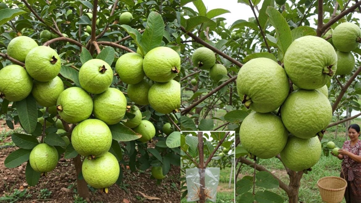 🌱Guava Planting Guide: Grow a Thriving Guava Tree from a Store-Bought Fruit #livestream #live