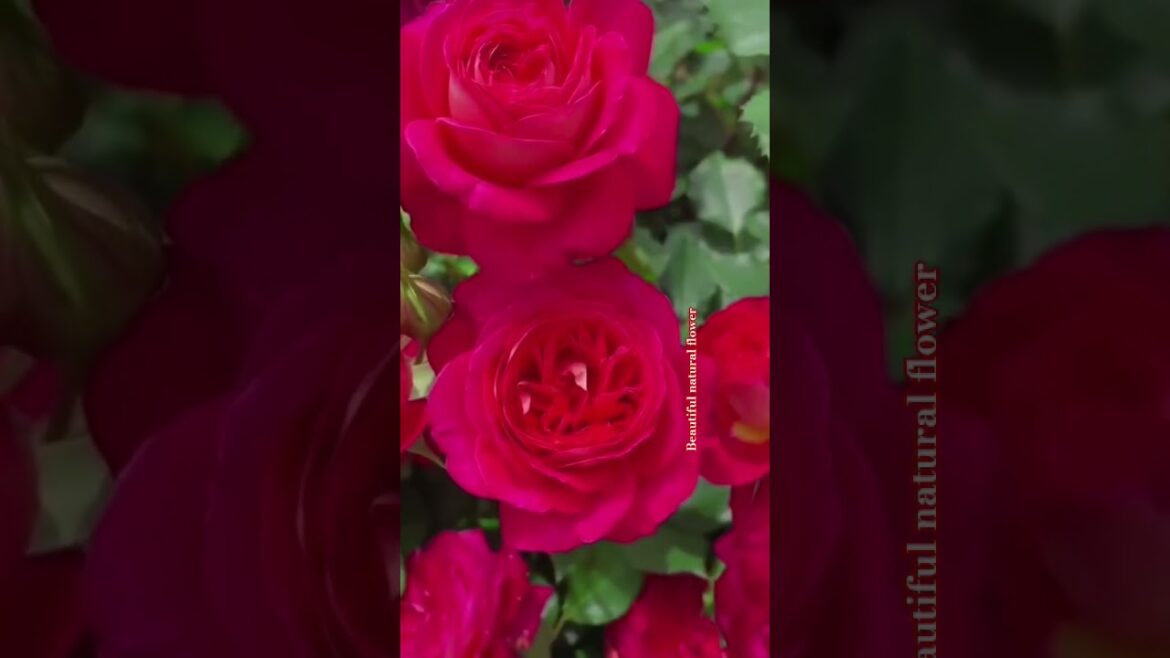 winter season roses flower garden video #nature #flower #plantsofindia #gardendesign #garden #love