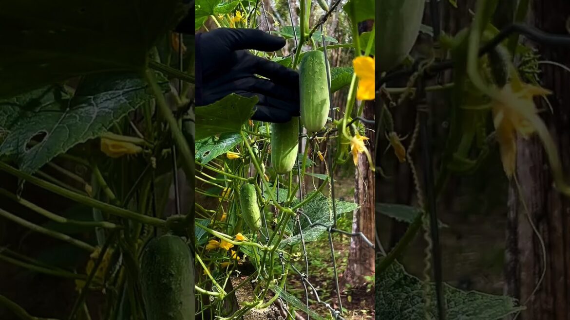 Cucumber Harvesting Time ! 🌱 #garden #gardening #farming #agriculture #cucumber
