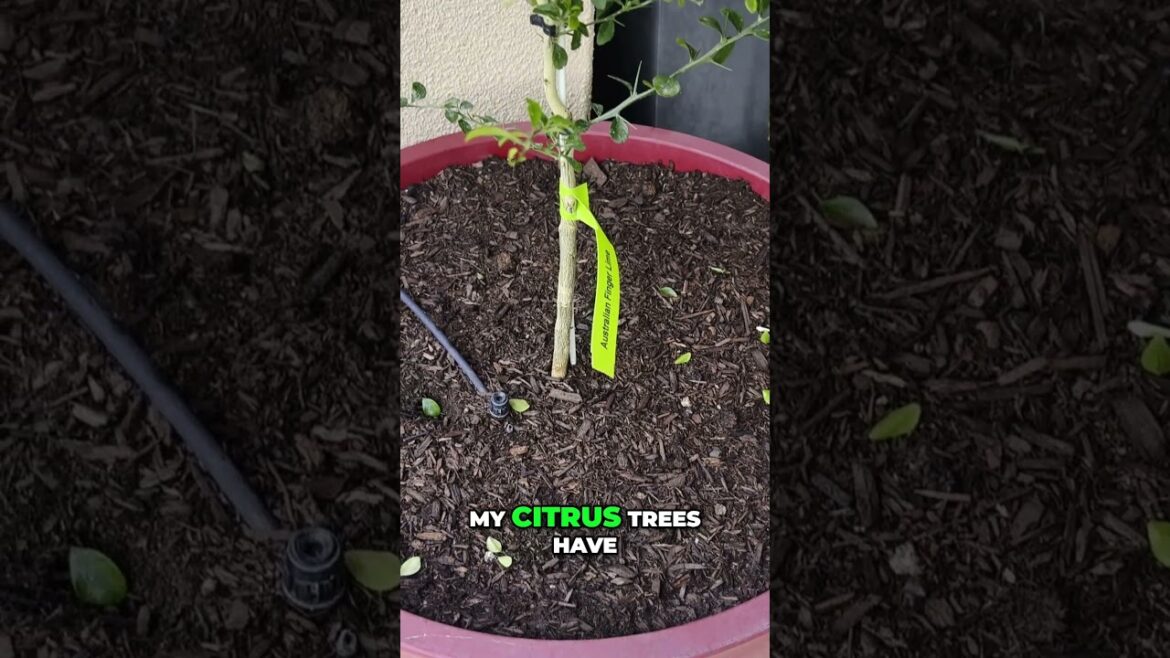 Grow Citrus in Containers  - Better Than Ground?