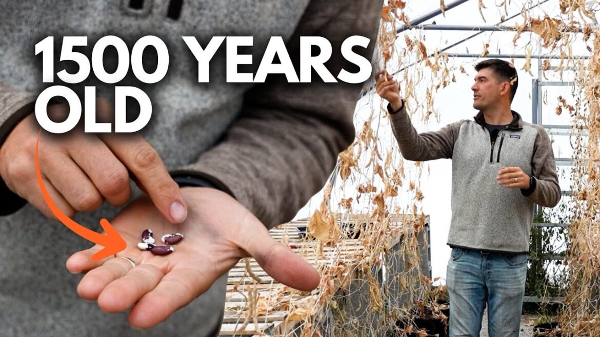 This Bean Was Found In a Cave and is AMAZING!