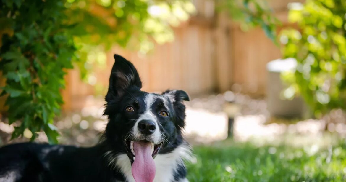 All gardeners urged to put tennis balls in garden this winter Daily Mirror