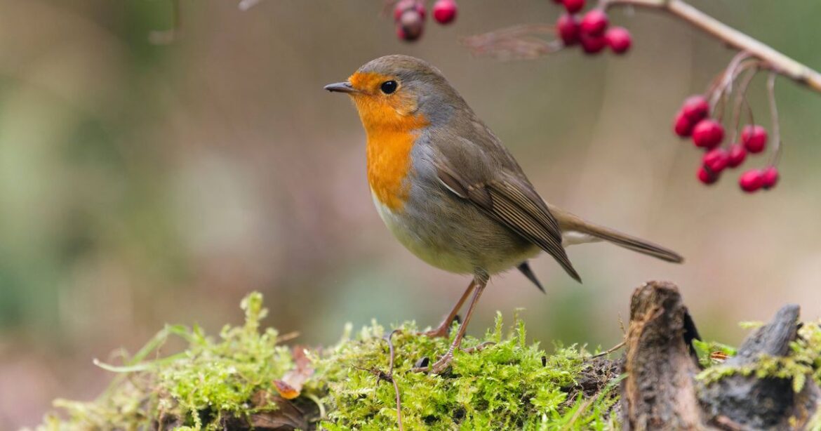 People with robins in their garden urged to use 41p kitchen staple Leicestershire Live