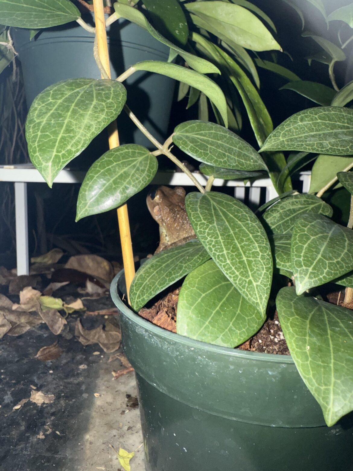 Found a visitor in my fitchii