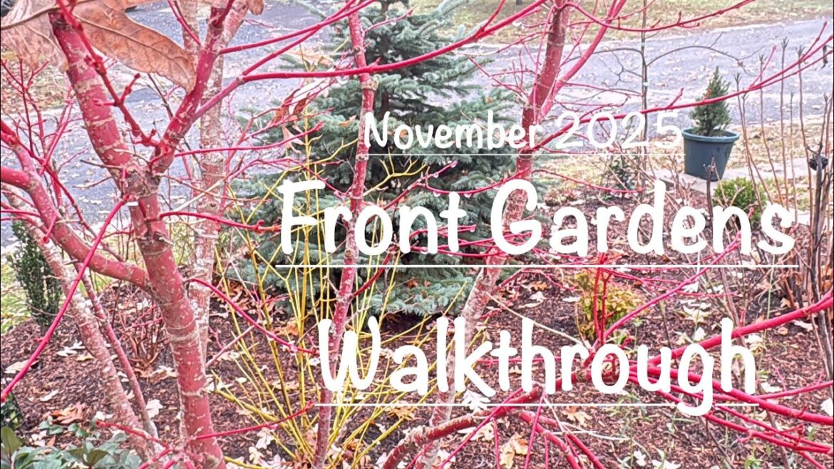 Winter Approaches, Plants to Watch, Front Yard Gardens November Tour 🍂🍁Ep69