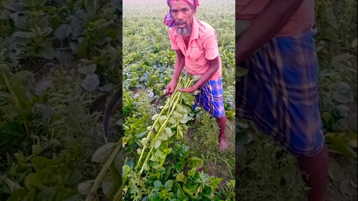 Early Morning Harvest – Malabar Spinach (Pui Shak) #shorts Early Morning Harvest – Malabar Spinach (Pui Shak) #shorts