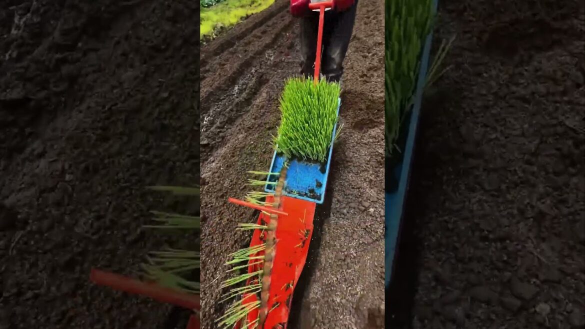 Rice planting assist process 🌾⚙️ #shorts #farming